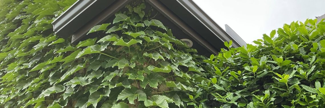 Overgrown vines covering an exterior wall, roof edge, and gable of a home
