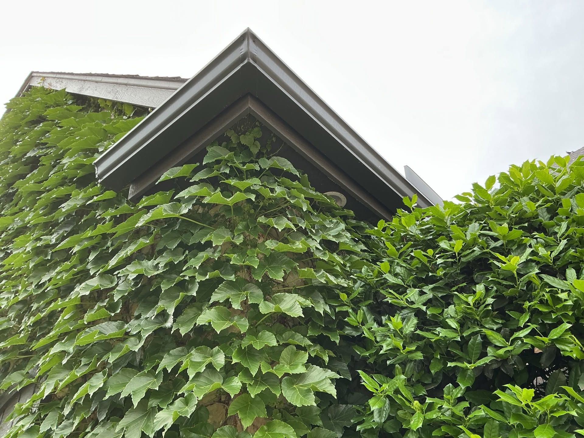 Overgrown Vines Covering the Exterior Overgrown vines covering an exterior wall, roof edge, and gable of a home