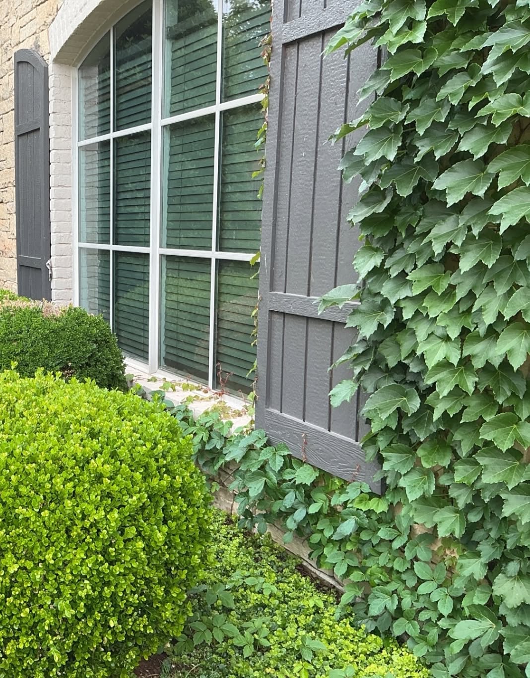 Vegetation in Contact With Home Exterior Dense vines and shrubs growing against exterior siding, masonry, shutters, and windows